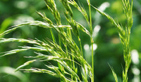 Ryegrass
